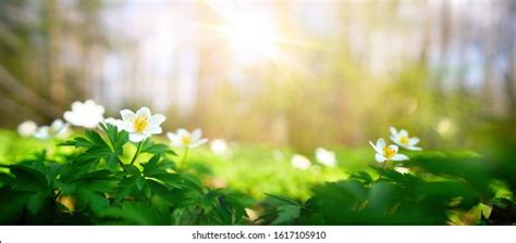 Sunshine Flower : Sunshine Flowers High Resolution Stock Photography And Images Alamy / See more ...