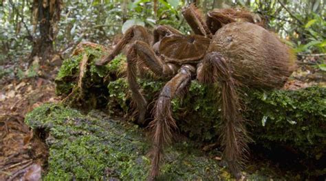 Rencontre avec la plus grosse araignée au monde