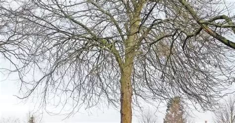 Prozess 25 Jähriger will 19 Jährige zum Sex zwingen Kreis Südliche Weinstraße RHEINPFALZ