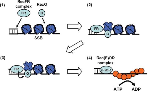 Figure From A General Mechanism For Ssb Displacement From Ssdna Upon