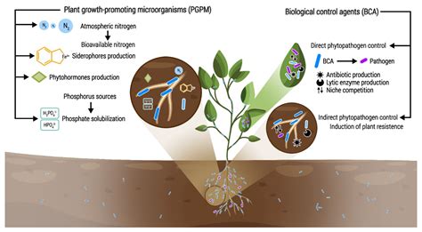 Beneficial Microorganisms In Sustainable Agriculture Harnessing