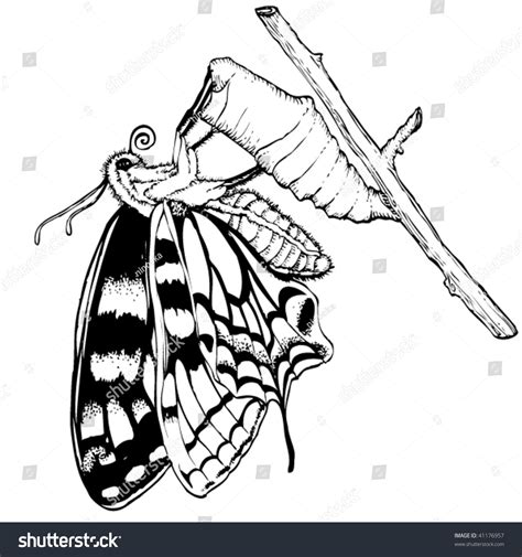 Butterfly And The Cocoon Stock Vector Illustration 41176957 Shutterstock