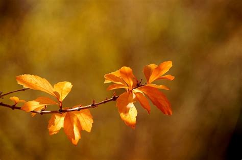 Sunlight Nature Plants Macro Branch Yellow Blossom Tree Autumn