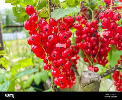 Ribes rubrum es un miembro del género Ribes perteneciente a la familia