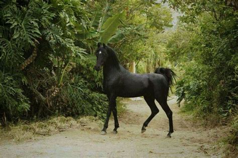 Black Arabian Beautiful Arabian Horses Black Arabian Horse Pretty