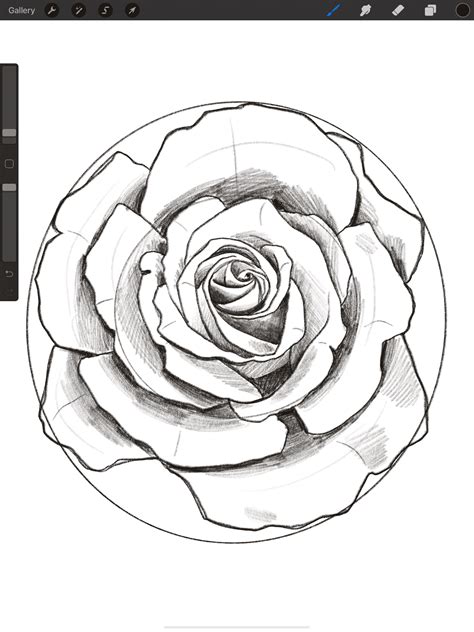 How To Draw Roses For Procreate Beginners Roses Drawing Rose Sketch