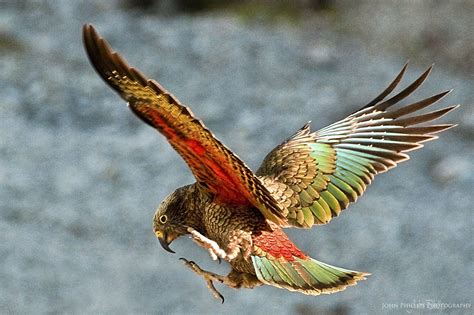 Kea In Flight Beautiful Birds Pet Birds Colorful Birds