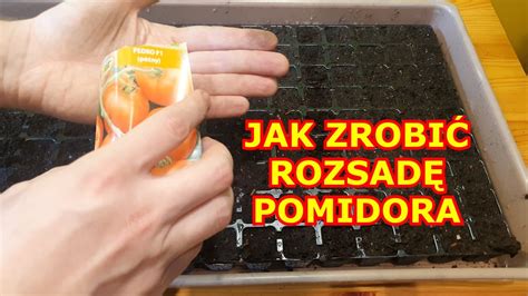 Instrukta Jak Zrobi Rozsad Pomidora Krok Po Kroku Siew Pikowanie