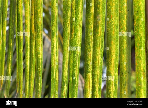 Coconut tree leaves Stock Photo - Alamy