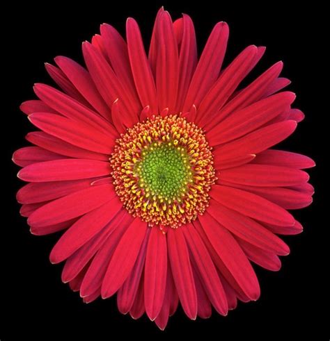 Gerbera