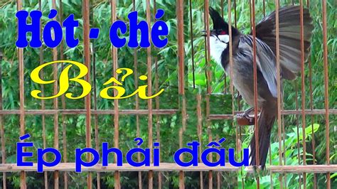 Chào mào hót đấu | Chào mào hót sáng, Chào mào hót luyện giọng ép bổi ...