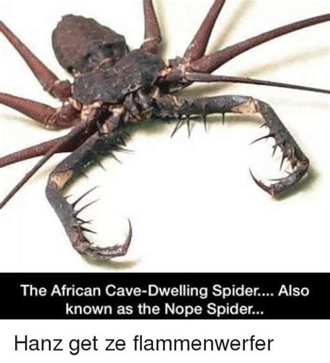 Nice name for it nope spider but maybe nightmare spider fits to : r/nope