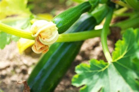 Zucchini Varieties 15 Different Types Of Zucchini Cultivars Youll Love