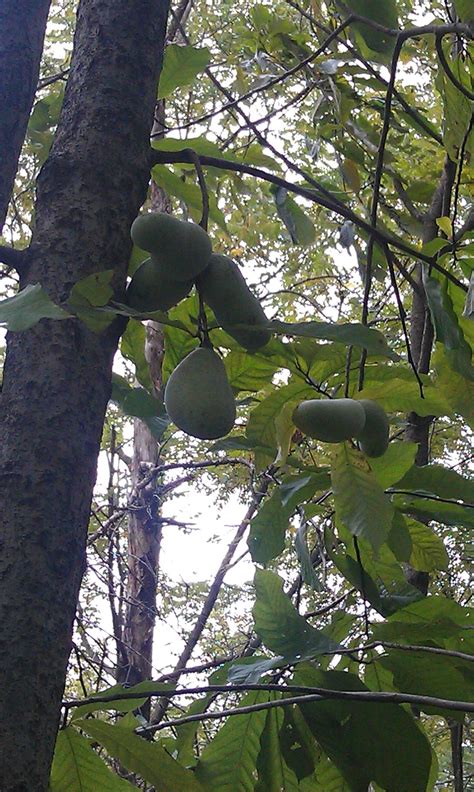 Kaleidoscope Farms Pa Pas Paw Paws