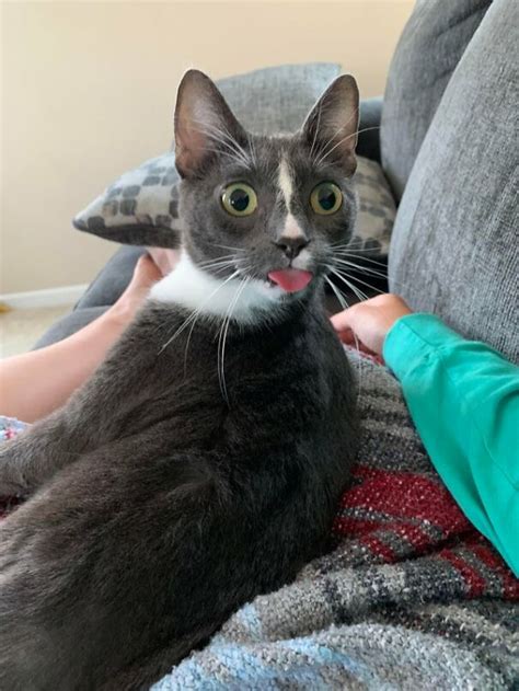 40 Cats That Forgot To Put Their Tongue Back In And Had The Derpiest