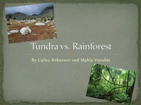Ppt Tundra Vs Rainforest Powerpoint Presentation Free Download Id