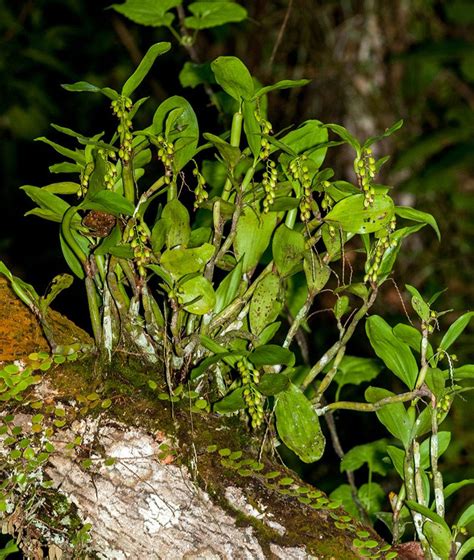 Dehing Patkai The Rainforest Of Assam In Peril