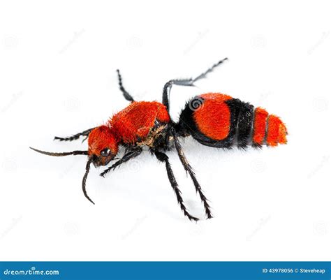 Cow Killer Or Velvet Ant In Isolated Macro Stock Photo - Image: 43978056