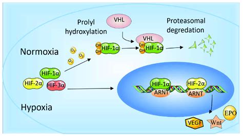 The Role Of Hif And Hif When Oxygen Levels Are Low Hypoxia