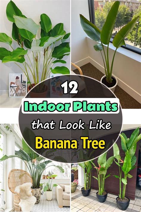 Indoor Plants That Look Like Banana Trees