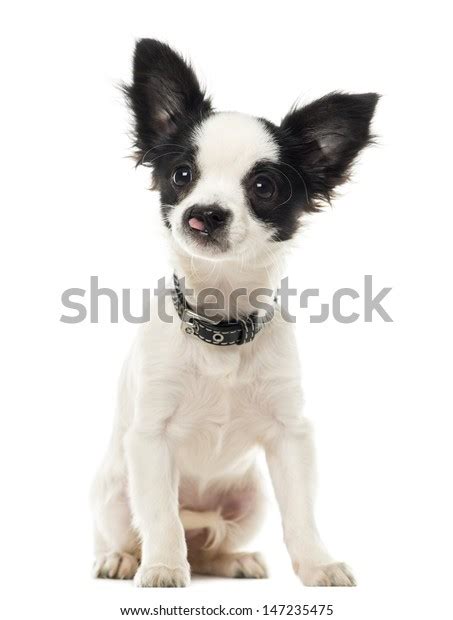 Harelip Chihuahua Sitting Isolated On White Stock Photo Edit Now