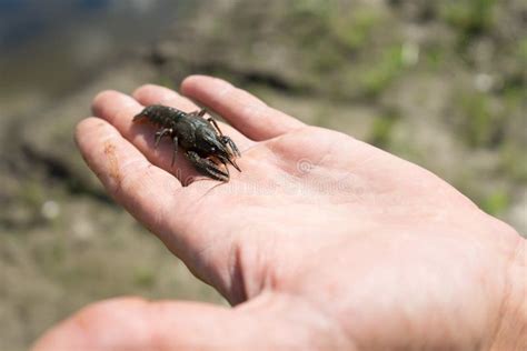 Young Spiny Lobster. Photo in the Hands of Man Stock Photo - Image of ...