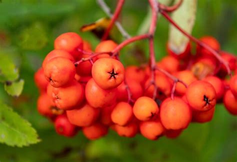 Premium Photo Beautiful Natural Closeup Of Wild Red Berries Rowan Bush