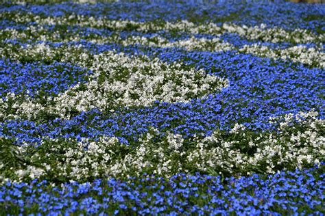 Farmed colorful outdoor flowers field 12010751 Stock Photo at Vecteezy