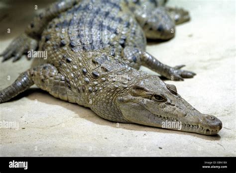 Crocodile Des Philippines Philippines Crocodile Crocodile Crocodylus