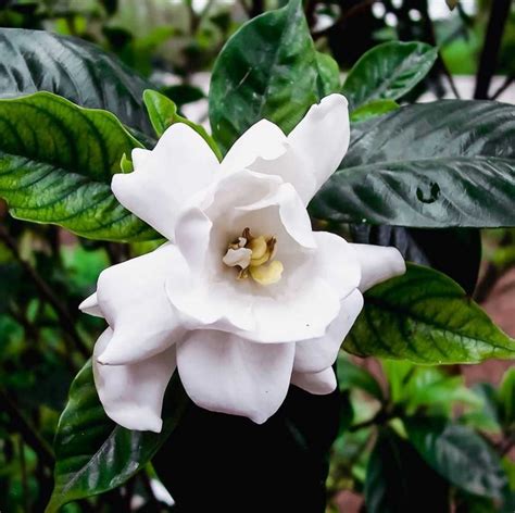 Gardenia flower meaning: find out what this flower symbolizes ↓