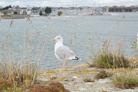 Lorient