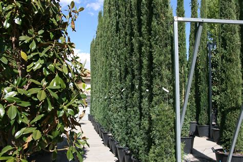 Arbolado Viveros Pe A Centro Jardiner A Plantas Y Rboles En Madrid