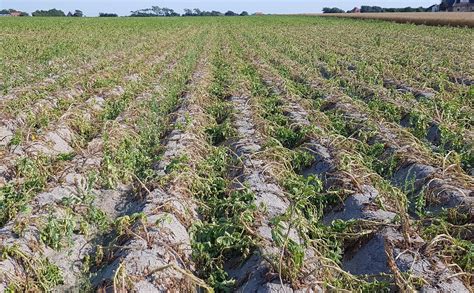 Continuing Drought And Extreme Heat A Disaster For The Potato Harvest