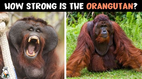 How Strong Are Orangutans Nature Blog Network