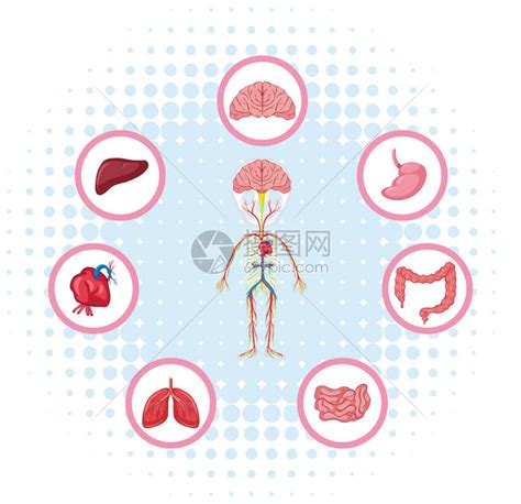 显示身体不同部位的图表插画图片下载 正版图片402340035 摄图网