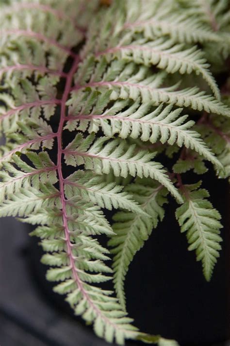 Fern, Japanese Painted - TheTreeFarm.com