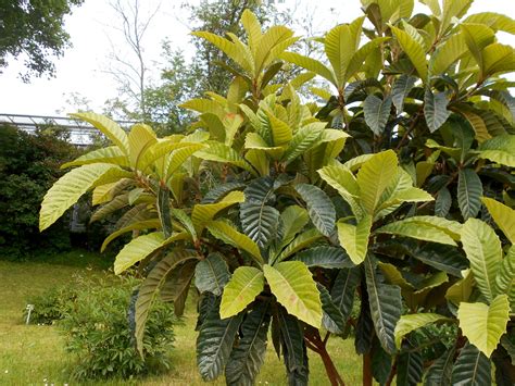 Eriobotrya japonica (Japanese Medlar, Japanese Plum, Loquat) | North Carolina Extension Gardener ...