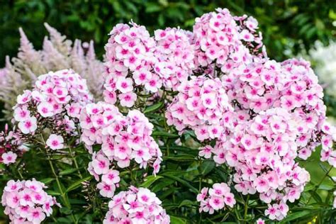 Phlox Paniculata Garden Phlox The Summer Showstopper