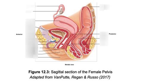 Sagittal Section Female Pelvis Diagram Quizlet