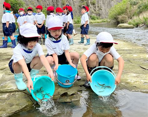 アユ大きく育ってね！ 児童が稚魚500匹放流 市原・養老川 千葉日報オンライン