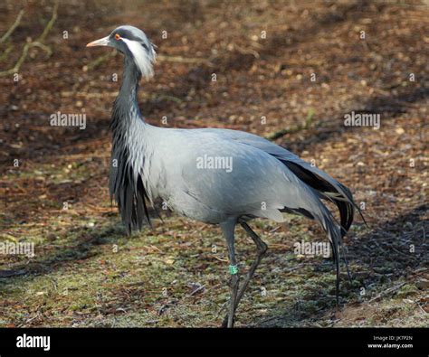 Demoiselle crane Stock Photo - Alamy