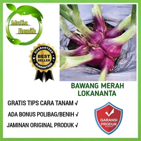 Jual Isi 100 Biji Benih Bawang Merah LOKANANTA CAP PANAH MERAH