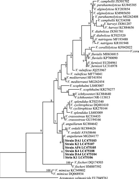 The Phylogenetic Tree Of Members Of The Genus Vibrio Based On The S