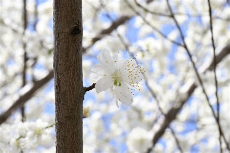 V Ren Blommor Vit Blomma Gratis Foto P Pixabay Pixabay