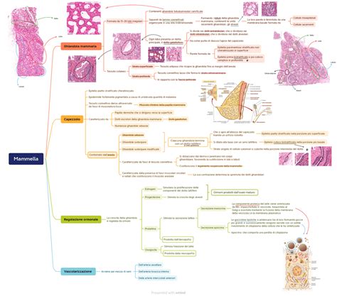 Istologia Dell Apparato Riproduttore Femminile Schemi E Mappe