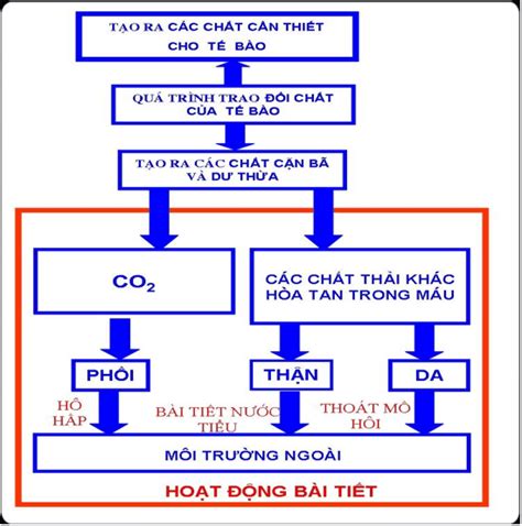 Lý thuyết bài 38 Hệ bài tiết nước tiểu Olm