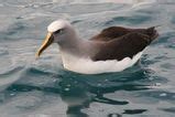 Bird - Australian Albatrosses