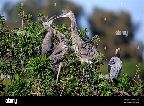 Great Blue Heron Ardea Herodias Two Half Grown Juveniles On Tree