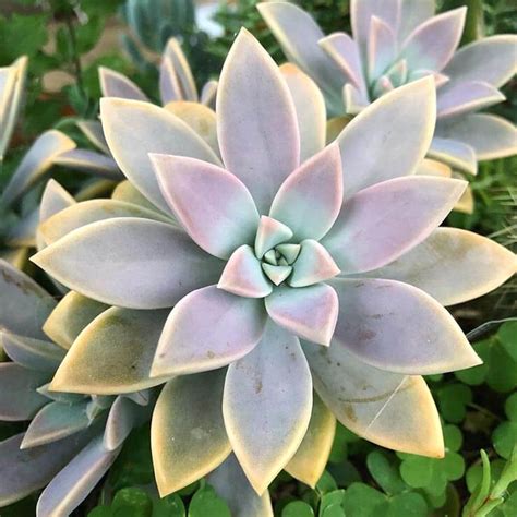 Graptopetalum Paraguayense Care And Propagation Guide