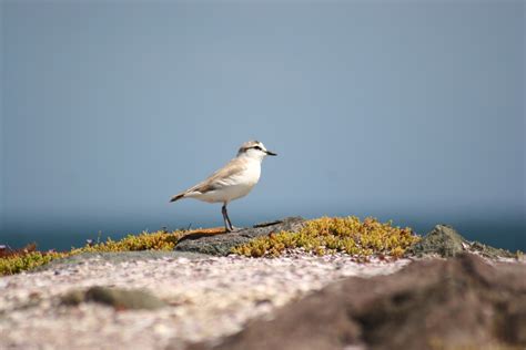 White Fronted Plover Cape St Francis BioDiversity4All